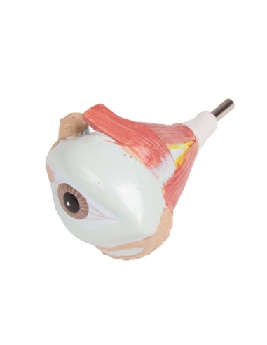 Erler Zimmer, bisexuelles menschliches...