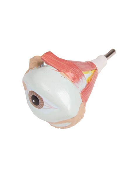 Erler Zimmer, bisexuelles menschliches Torsomodell mit offenem Rücken, in 27 Teile zerlegbar B235