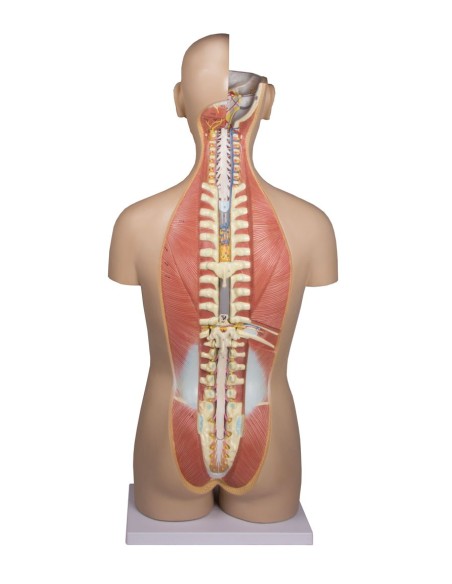 Erler Zimmer, bisexual human torso model with open back, decomposable into 27 parts B235