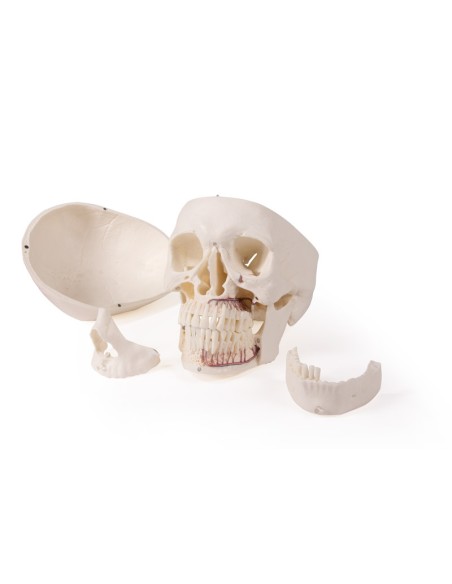 Cranio di lusso per odontoiatria e chirurgia dentale, in 5 parti Erler Zimmer 4850