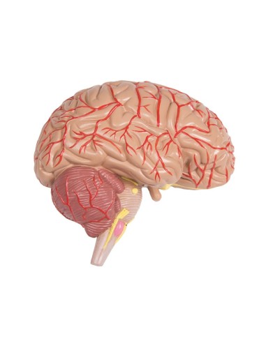 Erler Zimmer, modelo de torso humano bisexual...