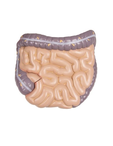 Erler Zimmer, modèle bisexuel de torse humain...