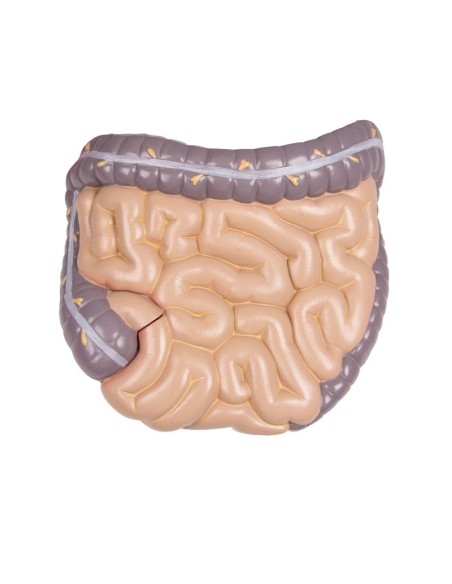 Erler Zimmer, bisexuelles menschliches Torsomodell mit offenem Rücken, in 27 Teile zerlegbar B235