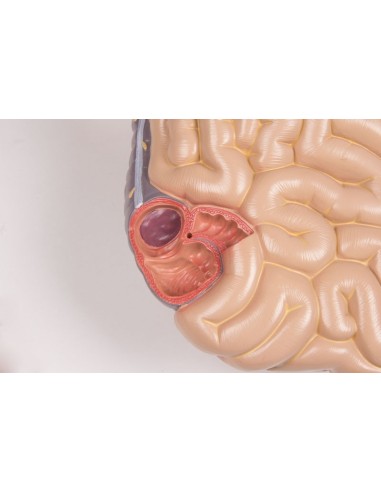 Erler Zimmer, bisexuelles menschliches...