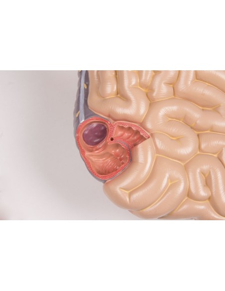 Erler Zimmer, bisexual human torso model with open back, decomposable into 27 parts B235