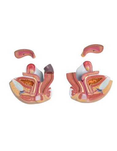 Erler Zimmer, modèle bisexuel de torse humain...