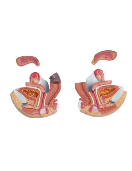 Erler Zimmer, modelo de torso humano bisexual con espalda abierta, separable en 27 partes B235