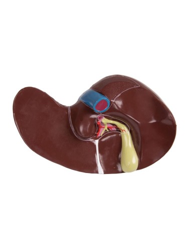 Erler Zimmer, modèle bisexuel de torse humain...