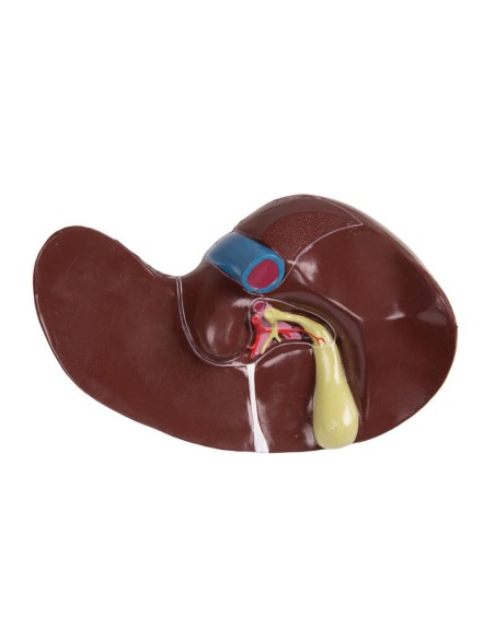 Erler Zimmer, bisexuelles menschliches Torsomodell mit offenem Rücken, in 27 Teile zerlegbar B235