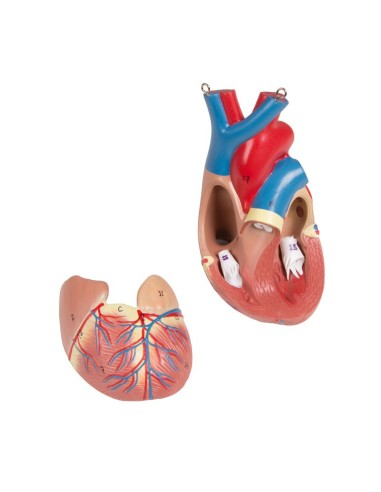 Erler Zimmer, modelo de torso humano bisexual...