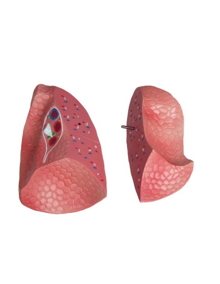 Erler Zimmer, modèle bisexuel de torse humain avec dos ouvert, séparable en 27 parties B235