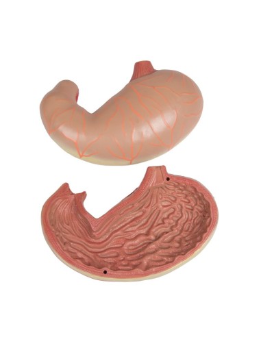 Erler Zimmer, modèle bisexuel de torse humain...