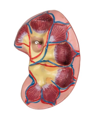 Erler Zimmer, modelo de torso humano bisexual...