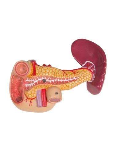 Erler Zimmer, modelo de torso humano bisexual...