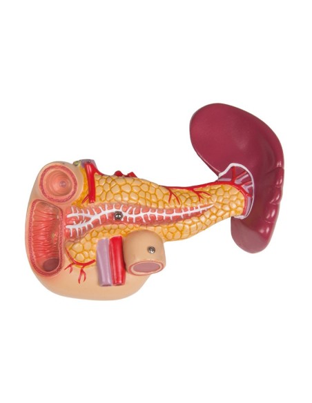 Erler Zimmer, bisexuelles menschliches Torsomodell mit offenem Rücken, in 27 Teile zerlegbar B235