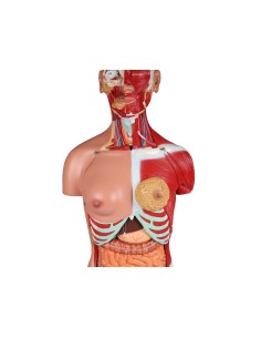 Erler Zimmer, model of bisexual human torso with open... 2