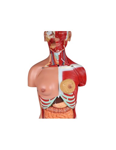 Erler Zimmer, modello di torso umano bisessuato...
