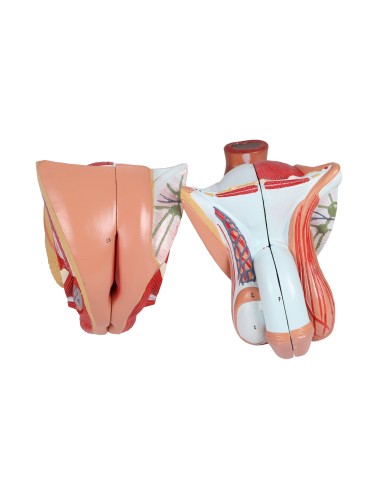 Erler Zimmer, modello di torso umano bisessuato...