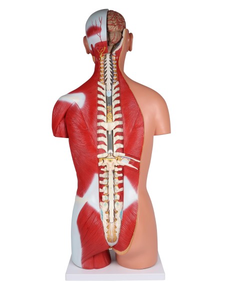 Erler Zimmer, model of bisexual human torso with open back, decomposable into 28 parts B236