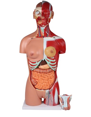 Erler Zimmer, model of bisexual human torso...