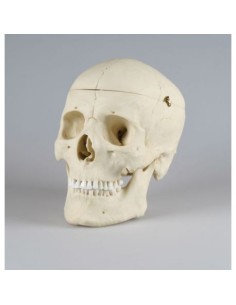 Erler Zimmer, modello anatomico di lusso di cranio...