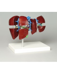 Liver model in segments Erler Zimmer K79