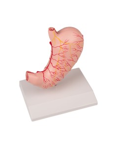 Full-size, 2-part stomach model EZ K215 2