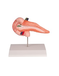 Model of pancreas and duodenum EZ K222