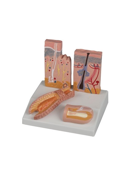 Anatomisches Modell von Haut, Haaren und Nägeln Erler Zimmer J214