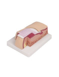 Anatomical model of Human Nail, magnified 5 times Erler...