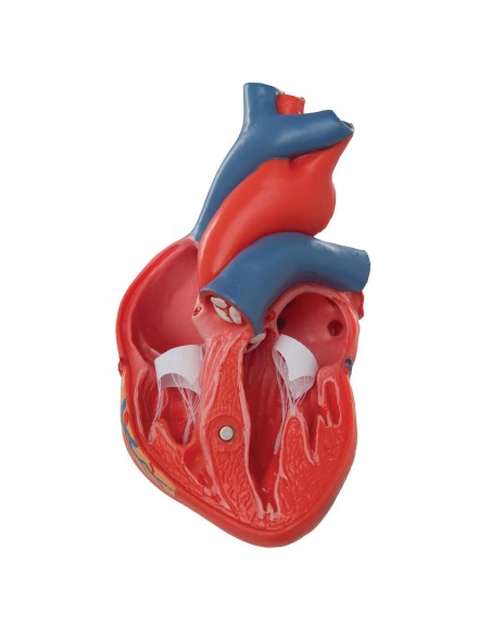 3B Scientific, corazón, modelo clásico, 2 piezas G08