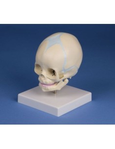 Erler Zimmer, modello anatomico di cranio di feto, su...