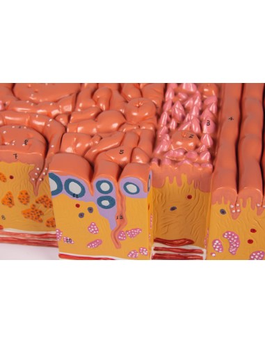 Lingua e tessuti della lingua, modello...