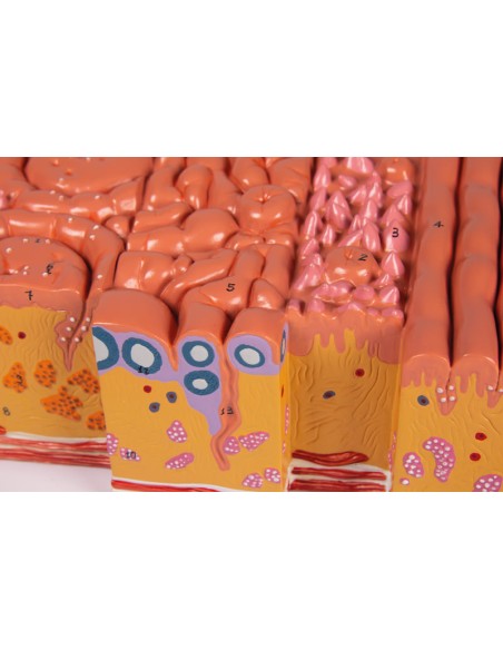 Tongue and tongue tissues, Erler Zimmer anatomical model C166