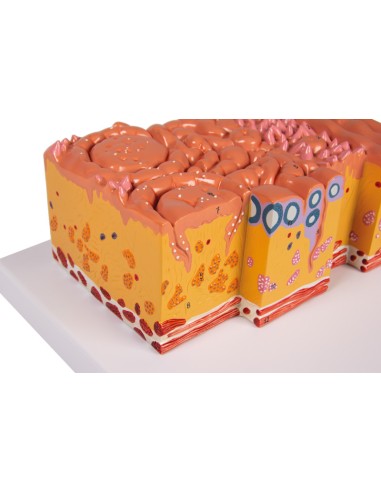 Lingua e tessuti della lingua, modello...