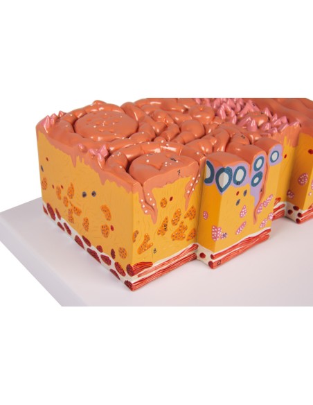 Lingua e tessuti della lingua, modello anatomico Erler Zimmer C166