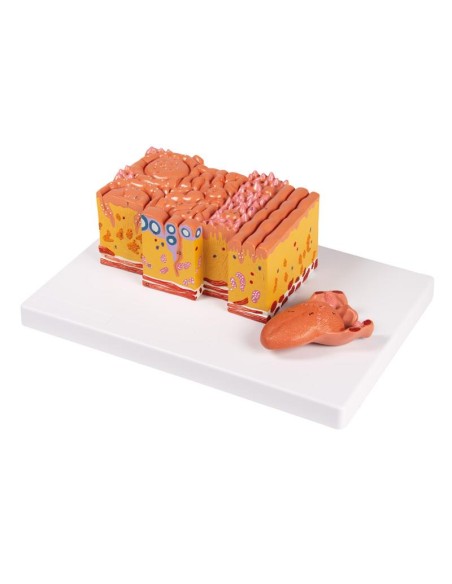 Tongue and tongue tissues, Erler Zimmer anatomical model C166