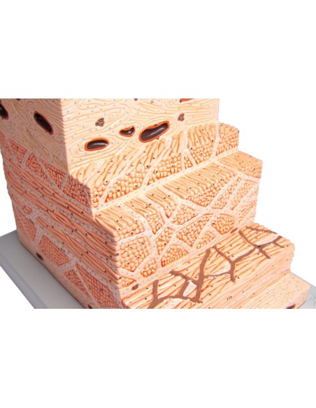 Modelo anatómico de la pared del estómago Erler Zimmer K180