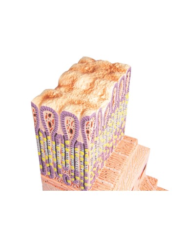 Anatomisches Modell der Magenwand Erler Zimmer...