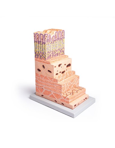 Anatomisches Modell der Magenwand Erler Zimmer...