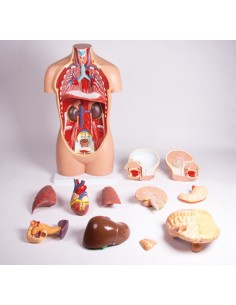 Modèle de torse humain sans sexe en 12 parties B109