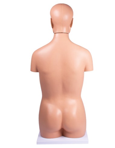Modelo de torso humano sin sexo de 12 piezas B109