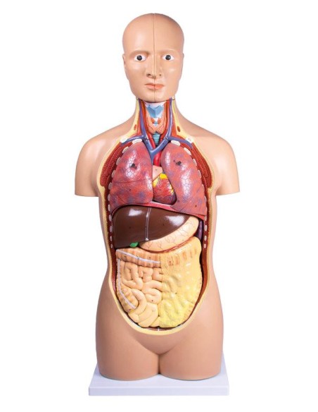 Modello di torso umano senza sesso in 12 parti B109