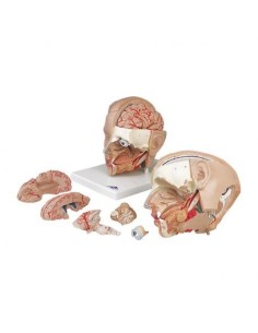 3B Scientific, six-part anatomical head model, based on...