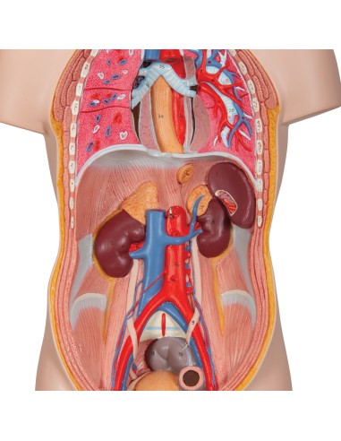 3B Scientific, modello anatomico di mini torso...