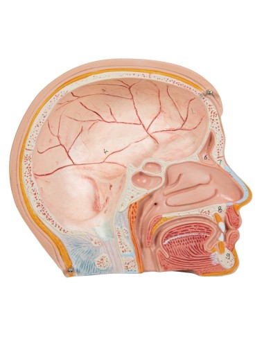 3B Scientific, anatomisches Modell eines...