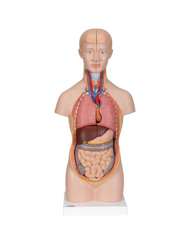 3B Scientific, anatomical model of mini human...