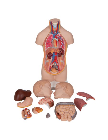 3B Scientific, anatomical model of mini human torso, decomposable into 12 parts B22