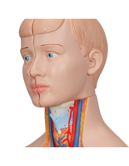 3B Scientific, anatomisches Modell eines menschlichen Mini-Torsos, zerlegbar in 12 Teile B22