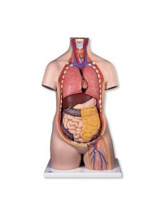 3B Scientifique, torse standard B09/1 sans sexe,...